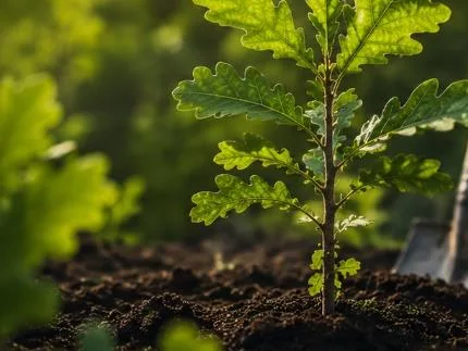 A young oak sapling newly planted in dark soil beside a spade